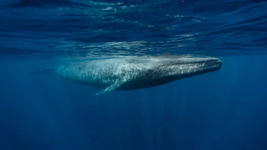 Baleia azul na superfície