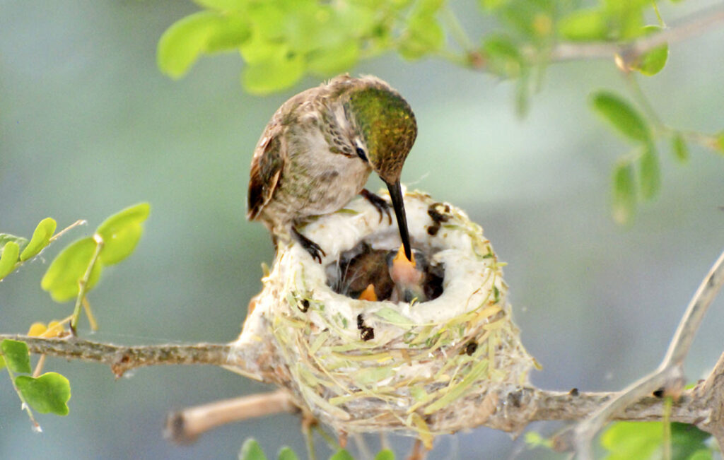 Mamãe beija-flor no ninho
