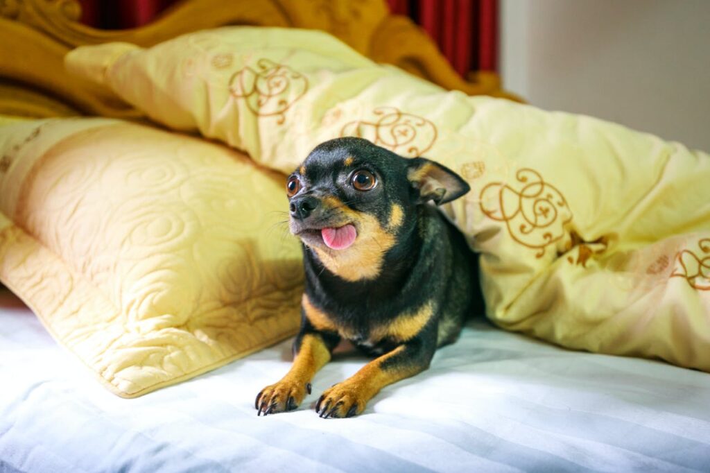 Chihuahua no cama