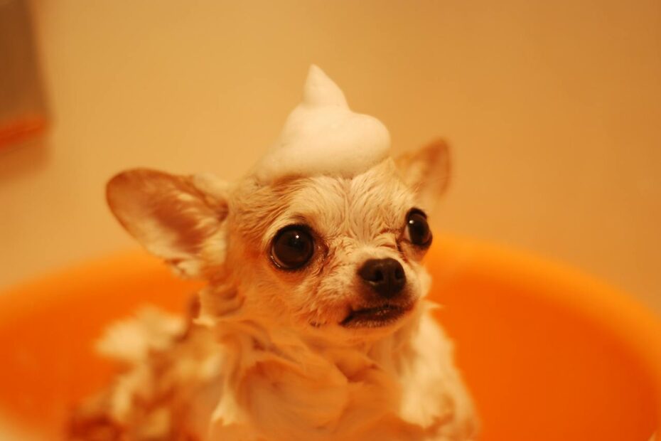 Chihuahua no banho