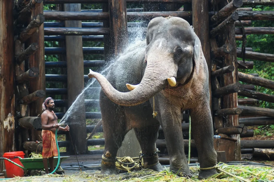 Quanto pesa um elefante?