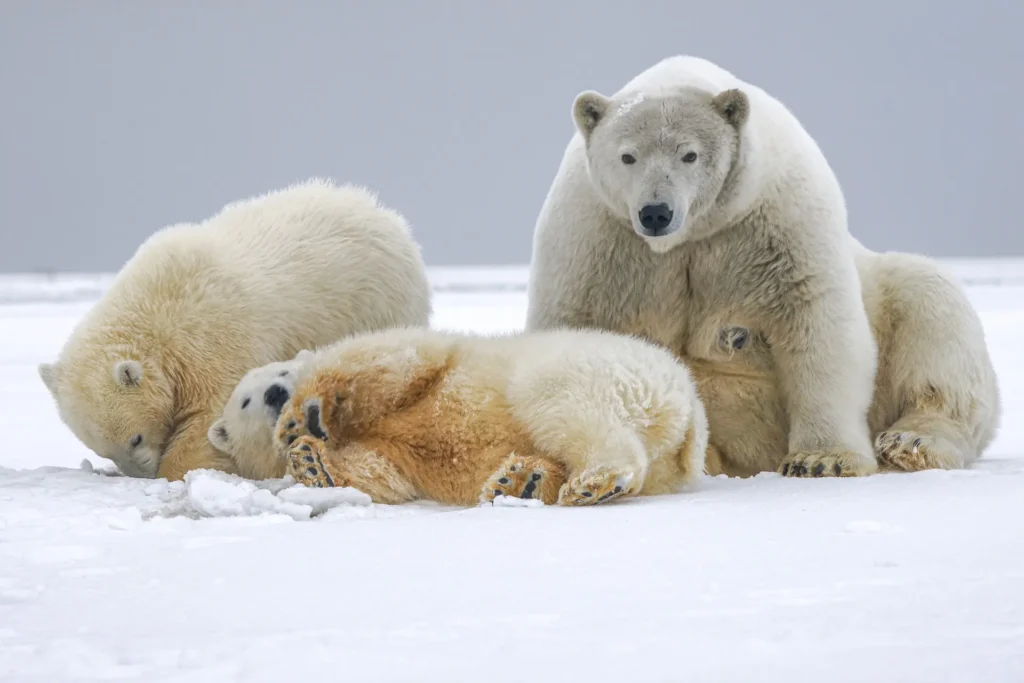 Família de Urso Polar