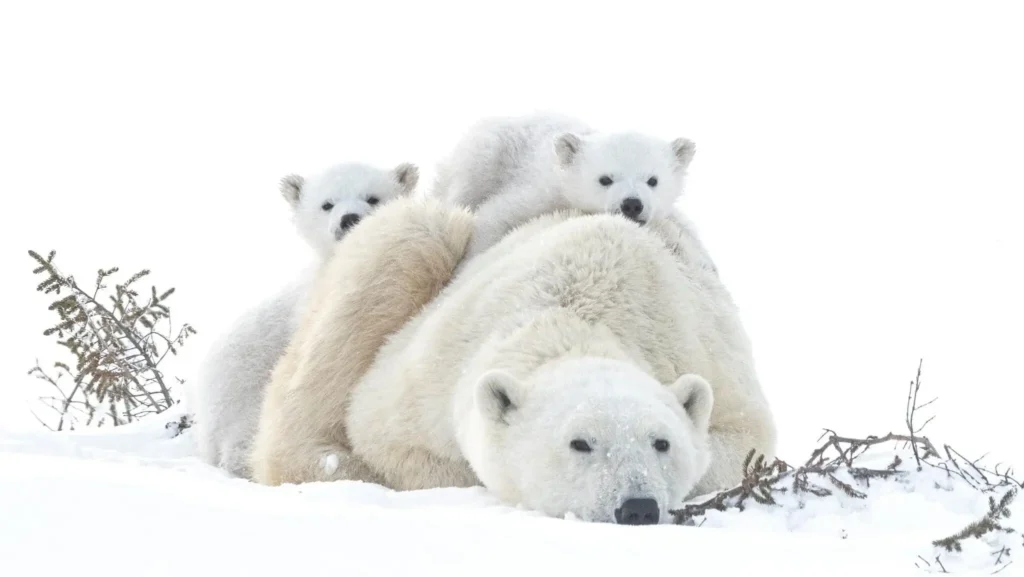 Mamãe urso e seus filhotes