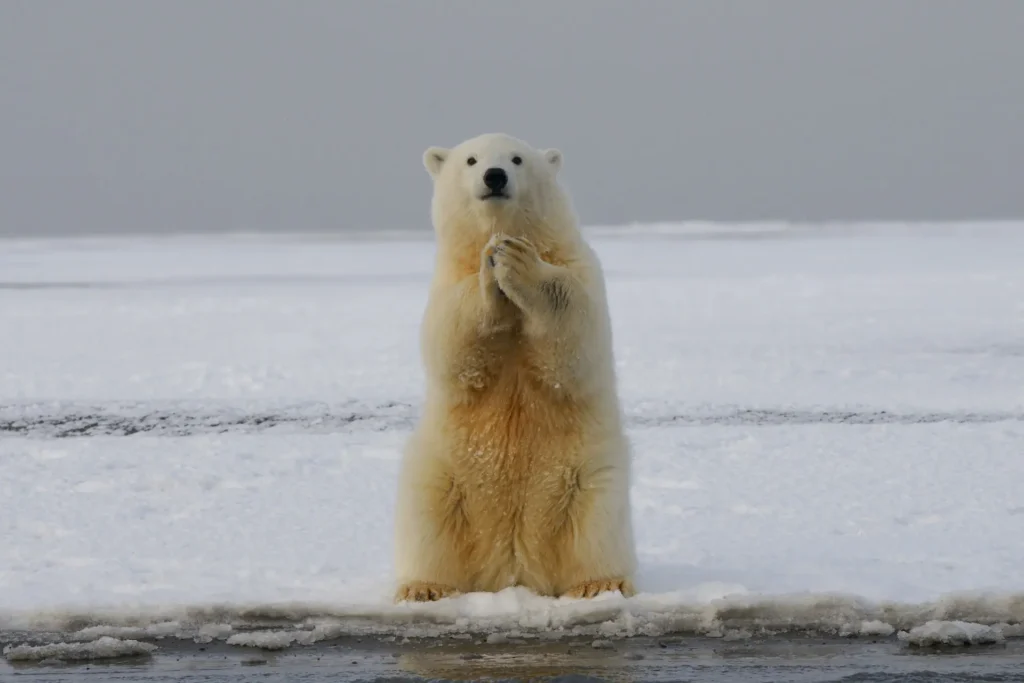 Urso Polar na calota de gelo